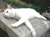 耳カットのある白猫